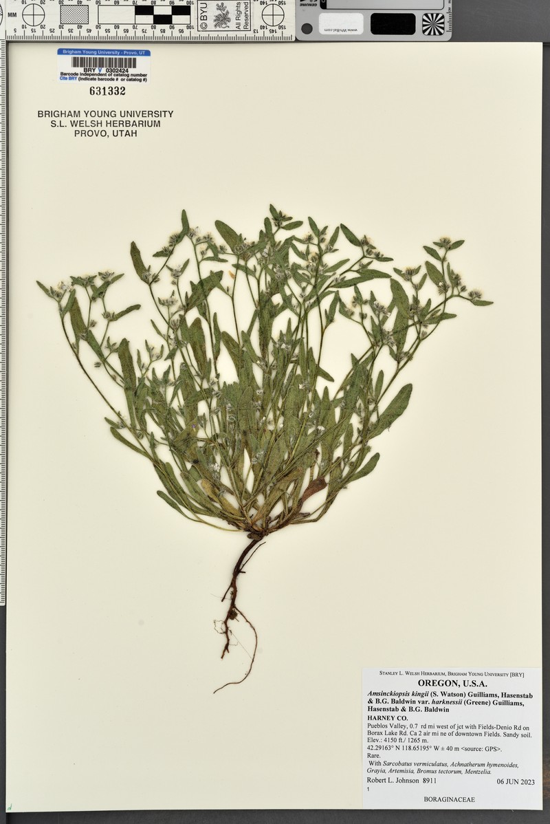 Amsinckiopsis kingii var. harknesii photo 5