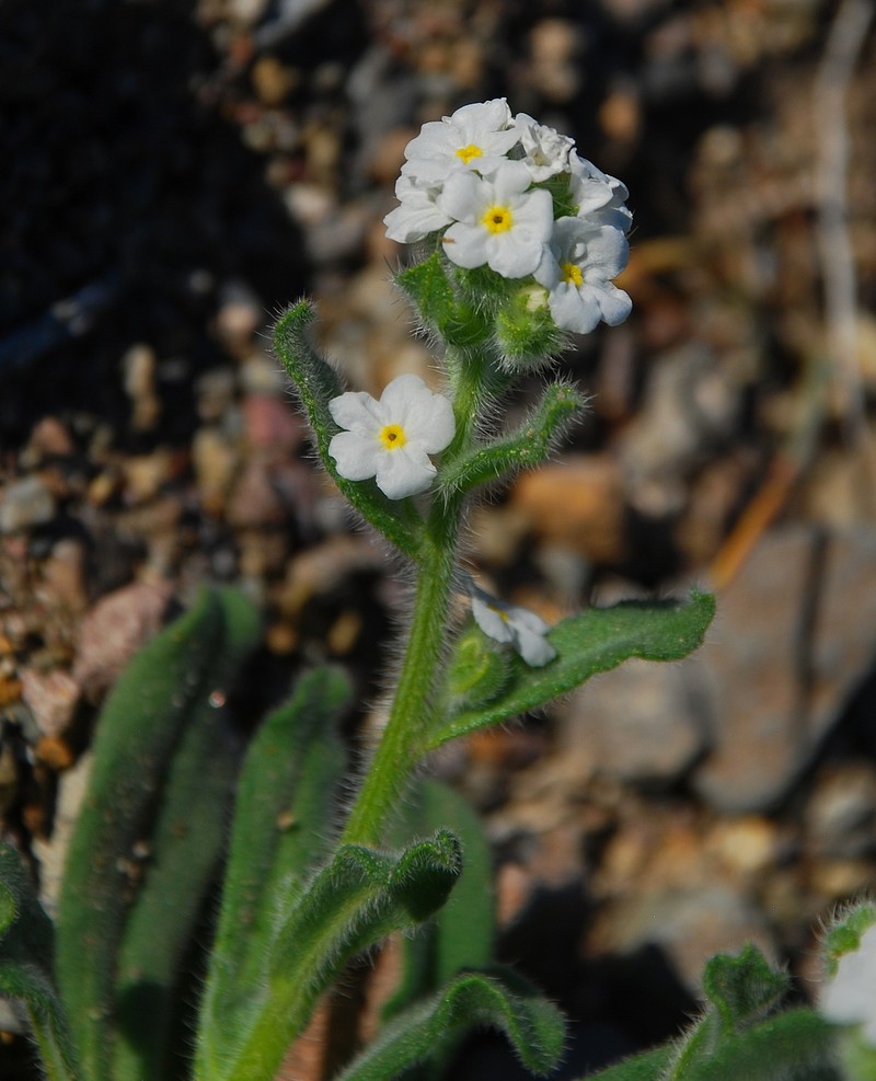 Amsinckiopsis kingii var. kingii photo 3