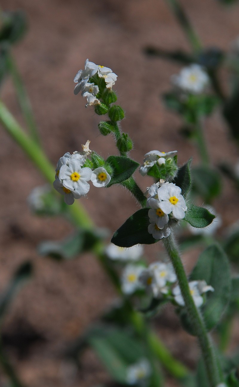 Amsinckiopsis kingii var. kingii photo 4