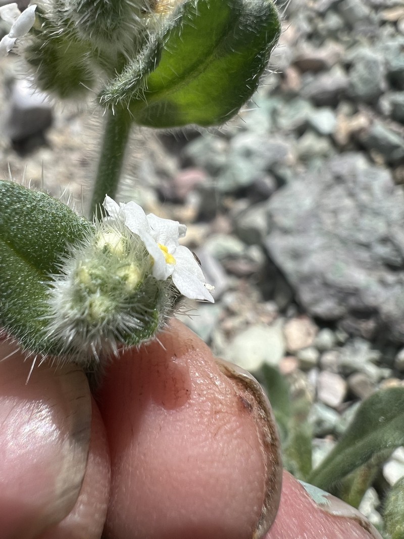 Amsinckiopsis kingii var. kingii
