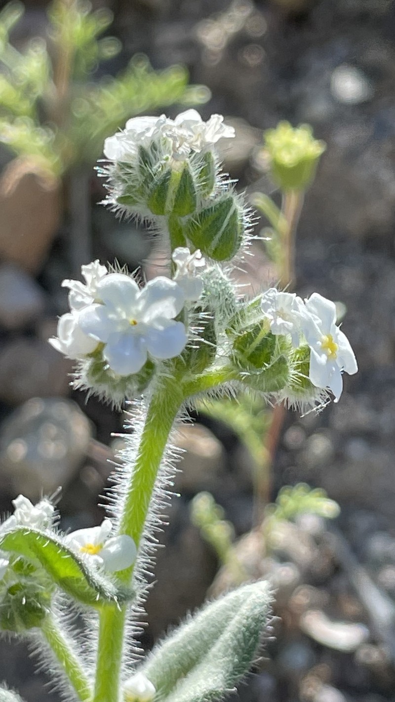 Amsinckiopsis kingii var. kingii photo 2