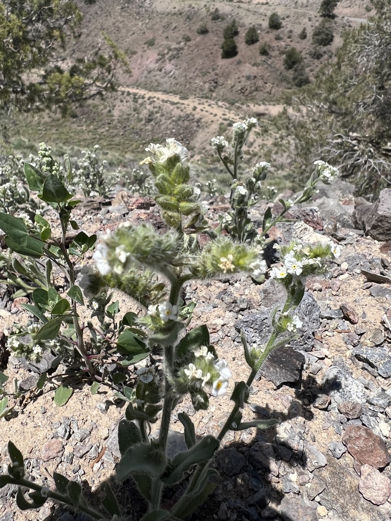 Amsinckiopsis kingii var. kingii photo 3
