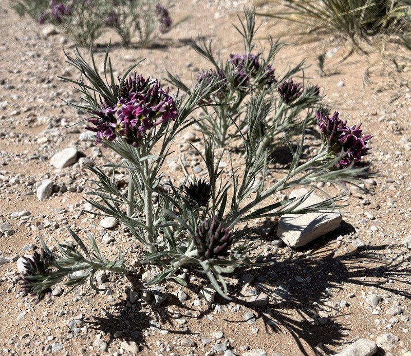 Amsonia arenaria