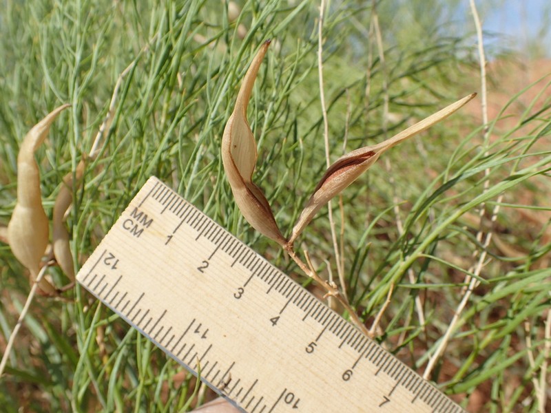Amsonia arenaria photo 2