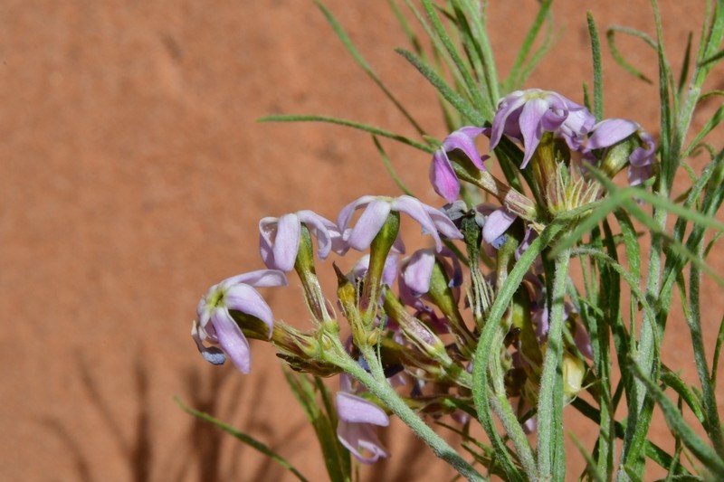 Amsonia arenaria photo 3