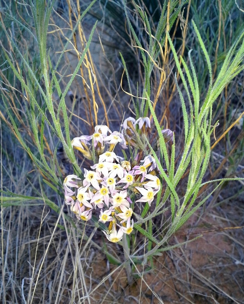 Amsonia arenaria photo 4
