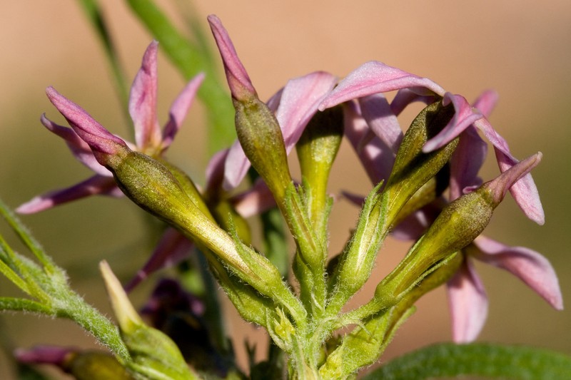 Amsonia arenaria photo 5