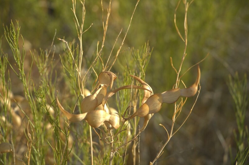 Amsonia arenaria photo 6