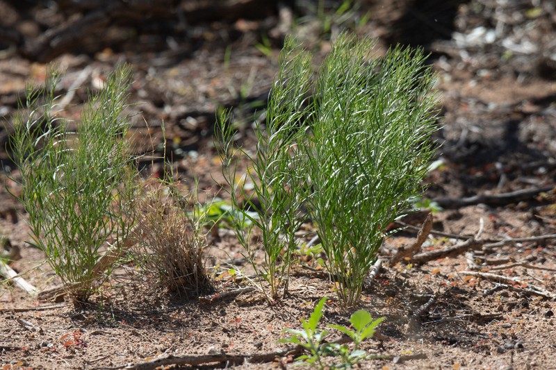 Amsonia arenaria photo 7