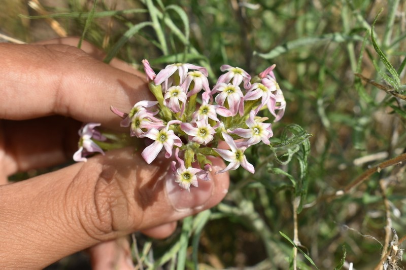 Amsonia arenaria photo 8
