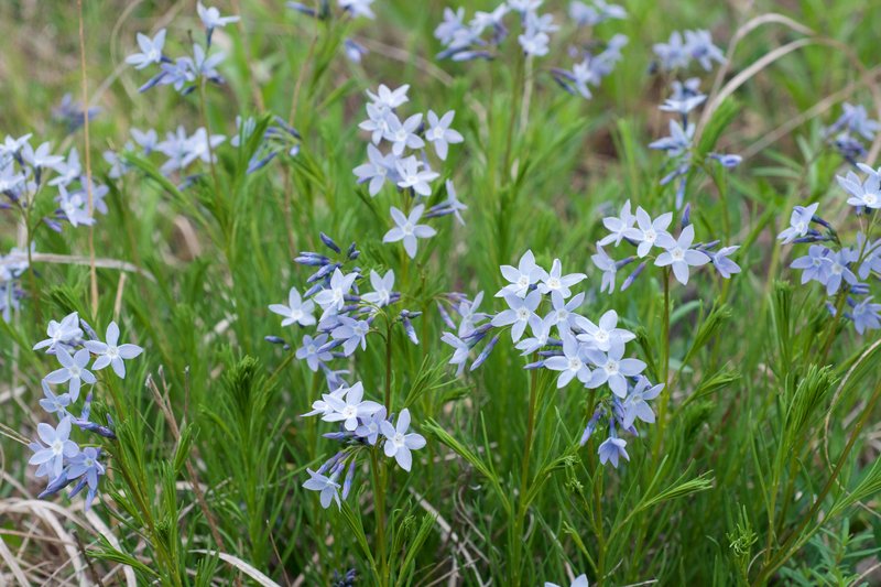 fringed bluestar
