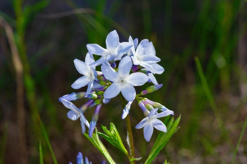 fringed bluestar photo 2