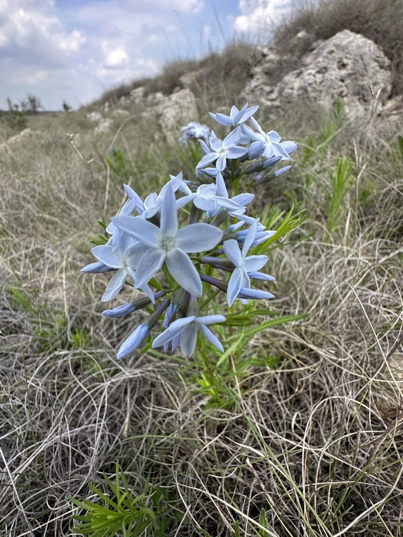 fringed bluestar photo 3