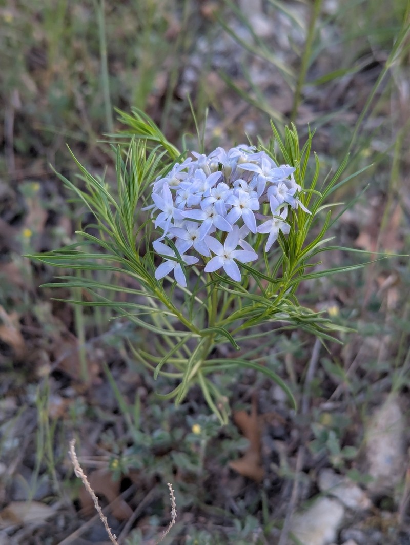 fringed bluestar photo 4