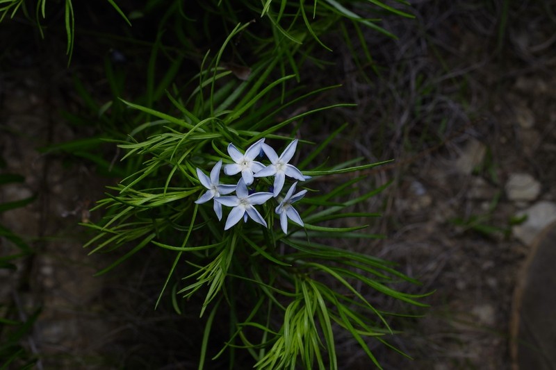 fringed bluestar photo 5