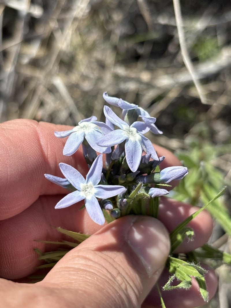 fringed bluestar photo 6