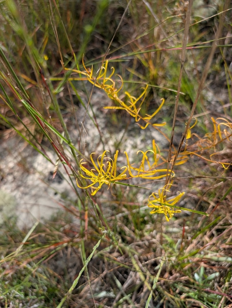 fringed bluestar photo 7
