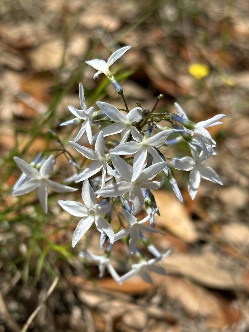 fringed bluestar photo 8