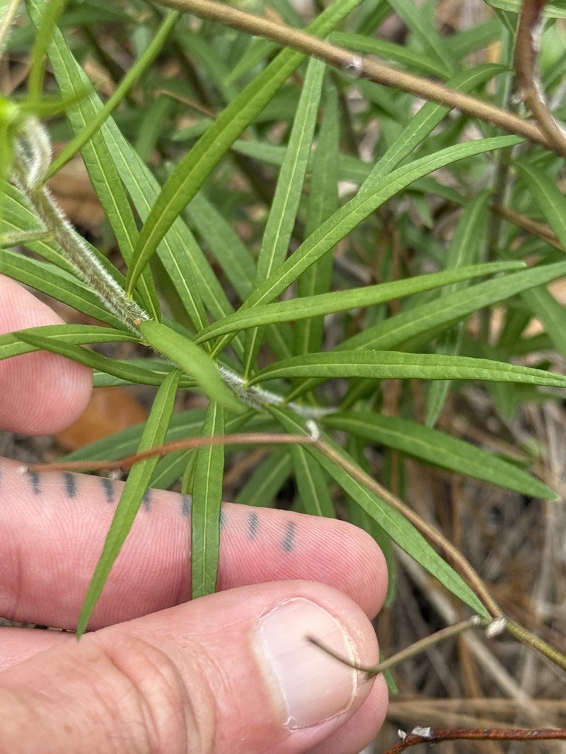 Amsonia ciliata var. ciliata