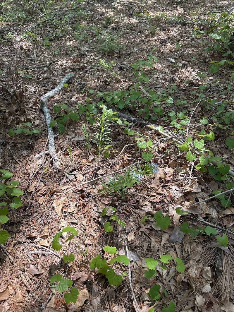 Amsonia ciliata var. ciliata photo 2