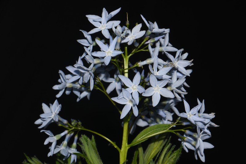 Amsonia ciliata var. ciliata photo 3