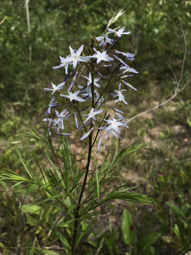 Amsonia ciliata var. ciliata photo 4