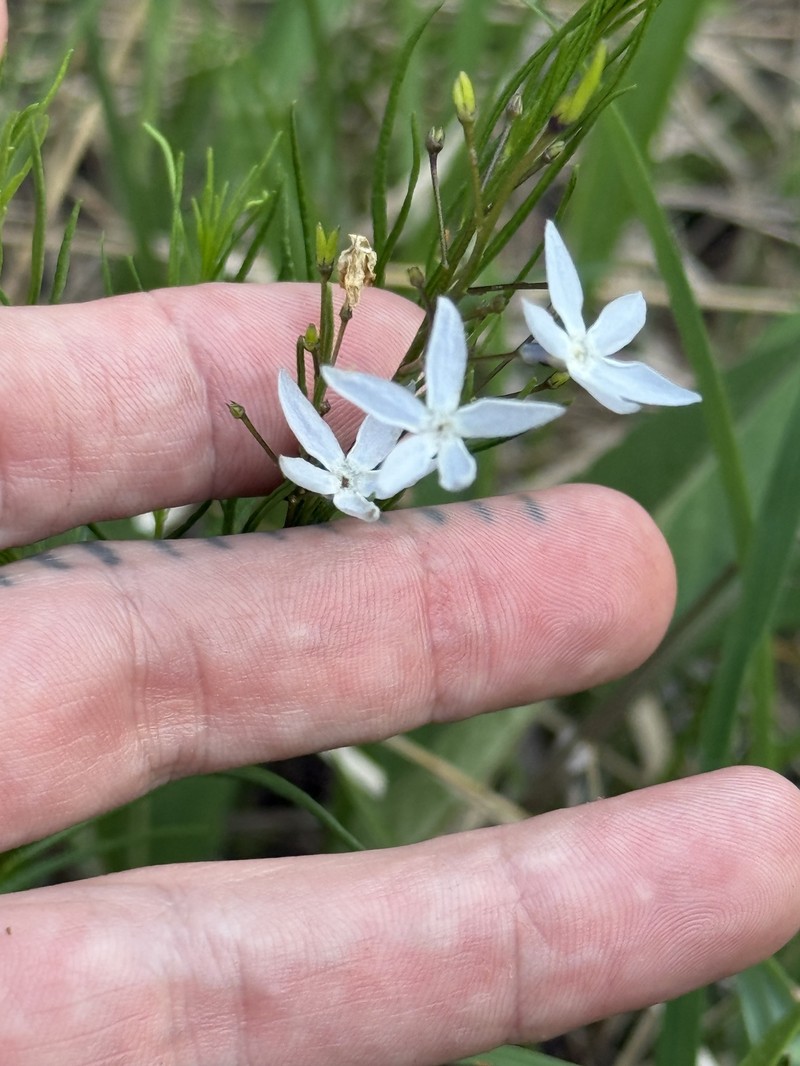 Amsonia ciliata var. filifolia