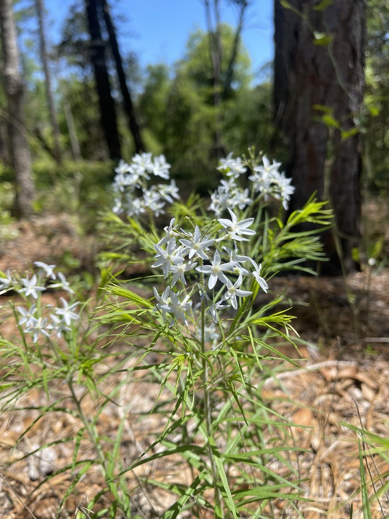 Amsonia ciliata var. filifolia photo 2