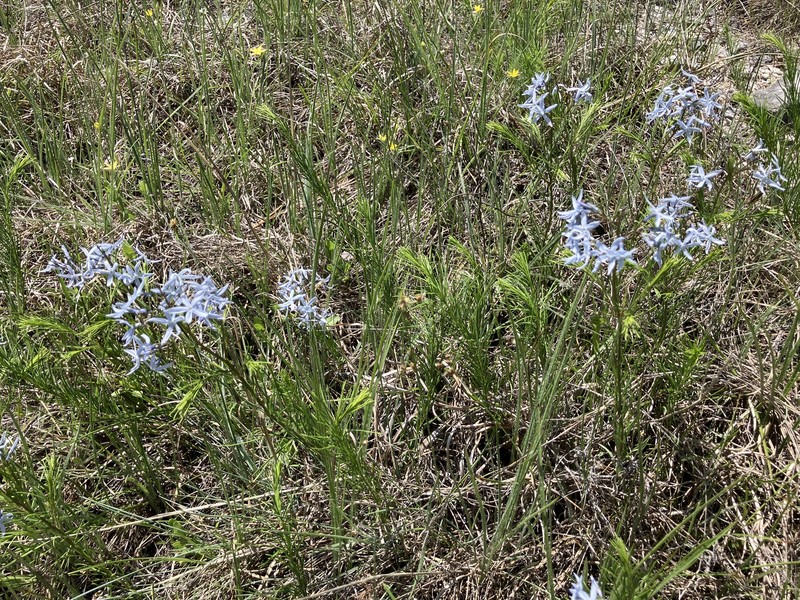 Amsonia ciliata var. filifolia photo 3