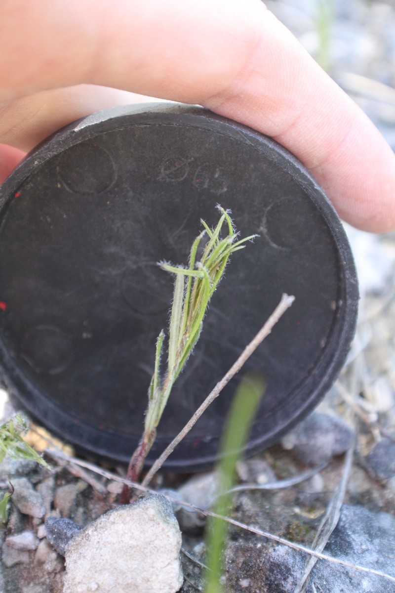 Amsonia ciliata var. filifolia photo 4