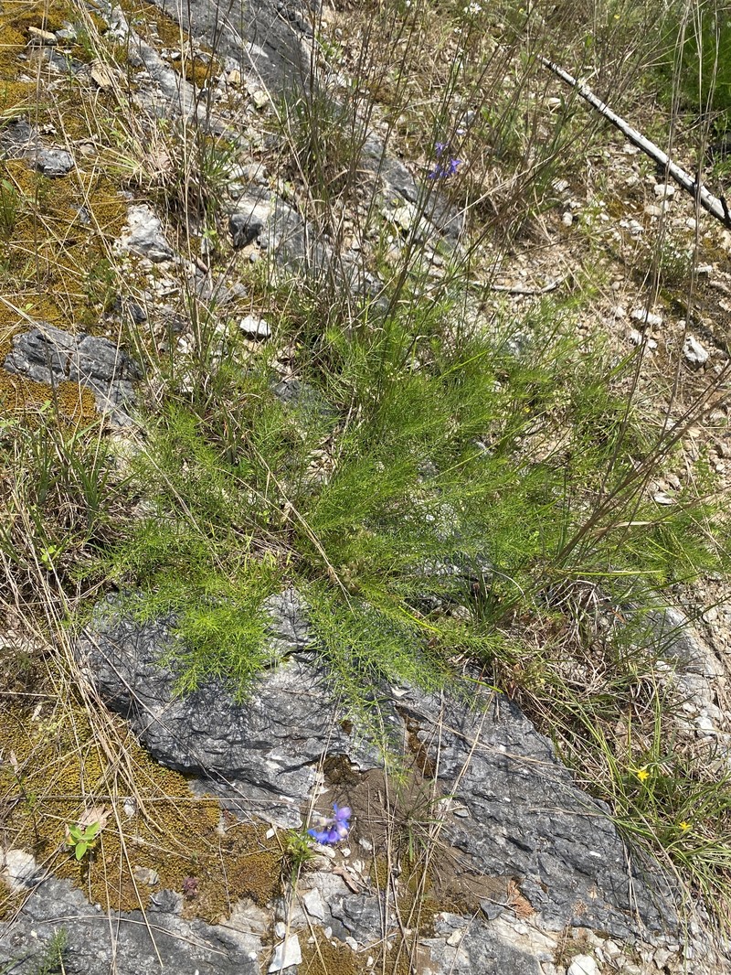 Amsonia ciliata var. filifolia photo 5