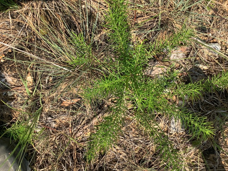 Amsonia ciliata var. filifolia photo 6