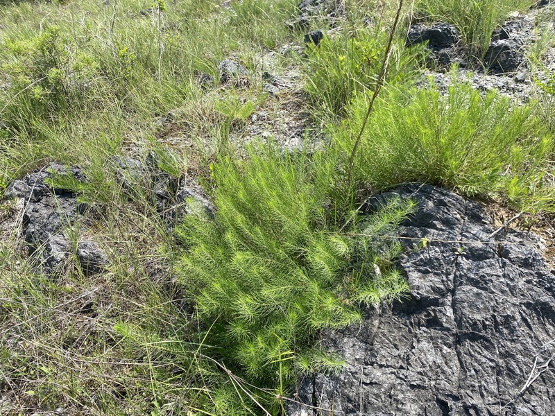Amsonia ciliata var. filifolia photo 7
