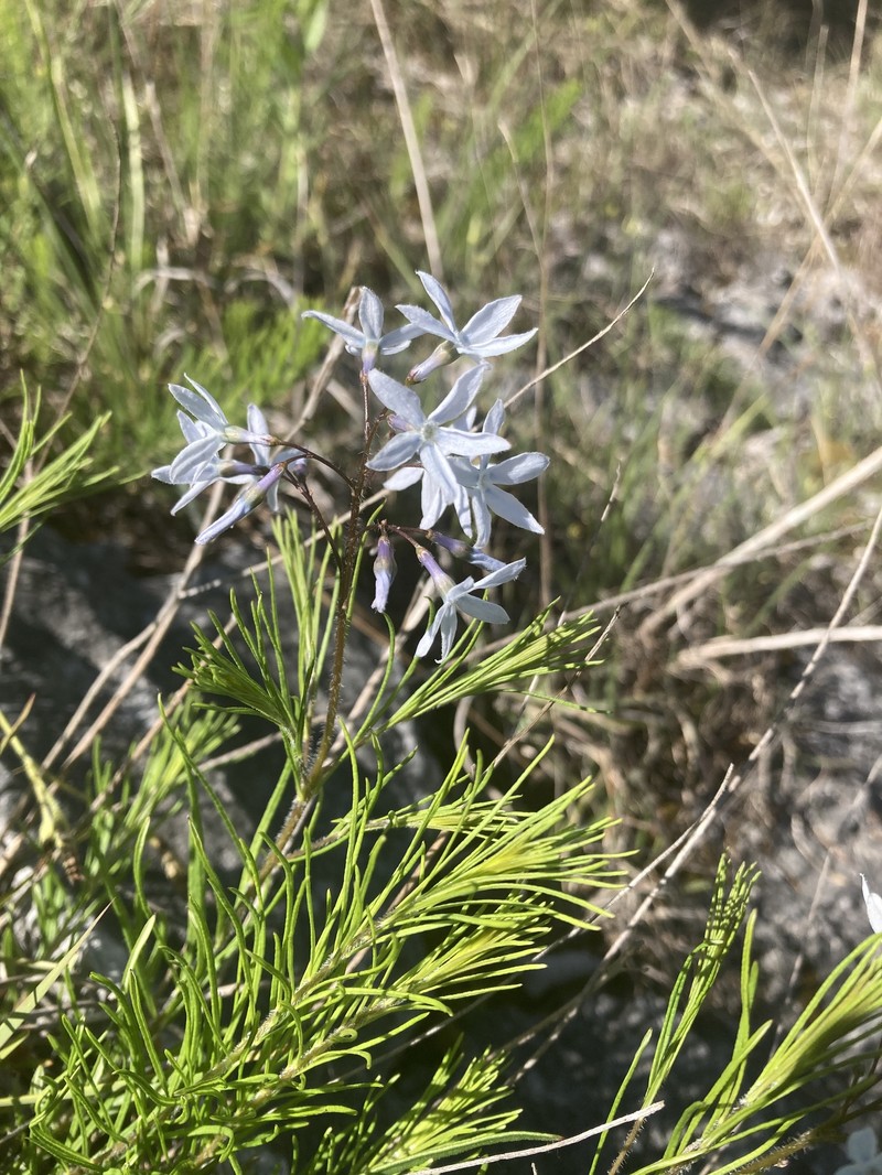Amsonia ciliata var. filifolia photo 8