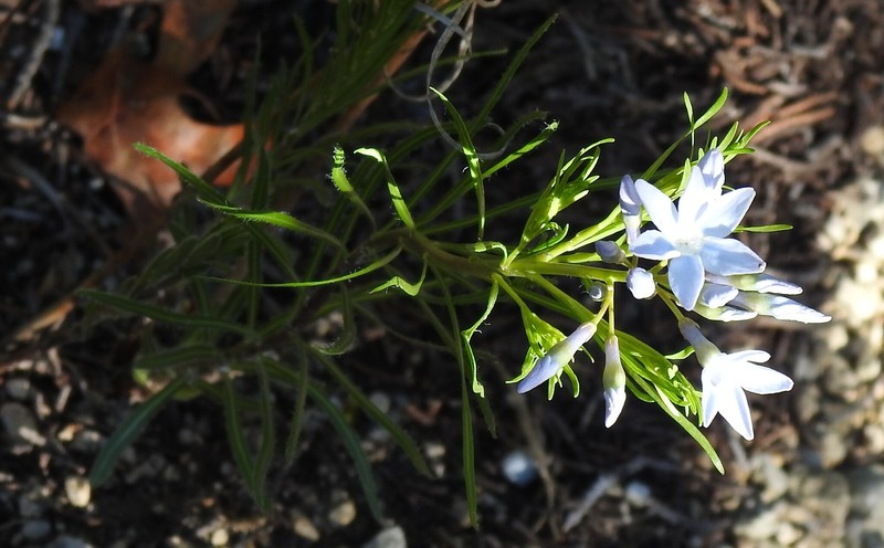 Amsonia ciliata var. texana
