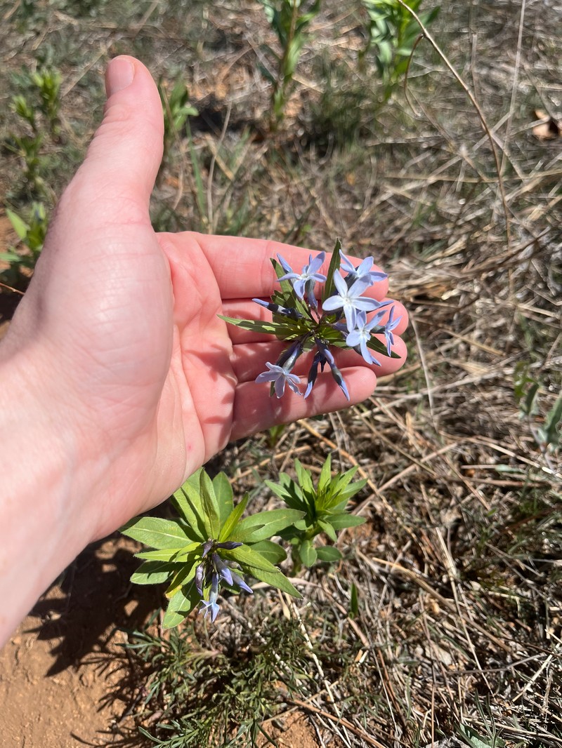 Amsonia ciliata var. texana photo 2