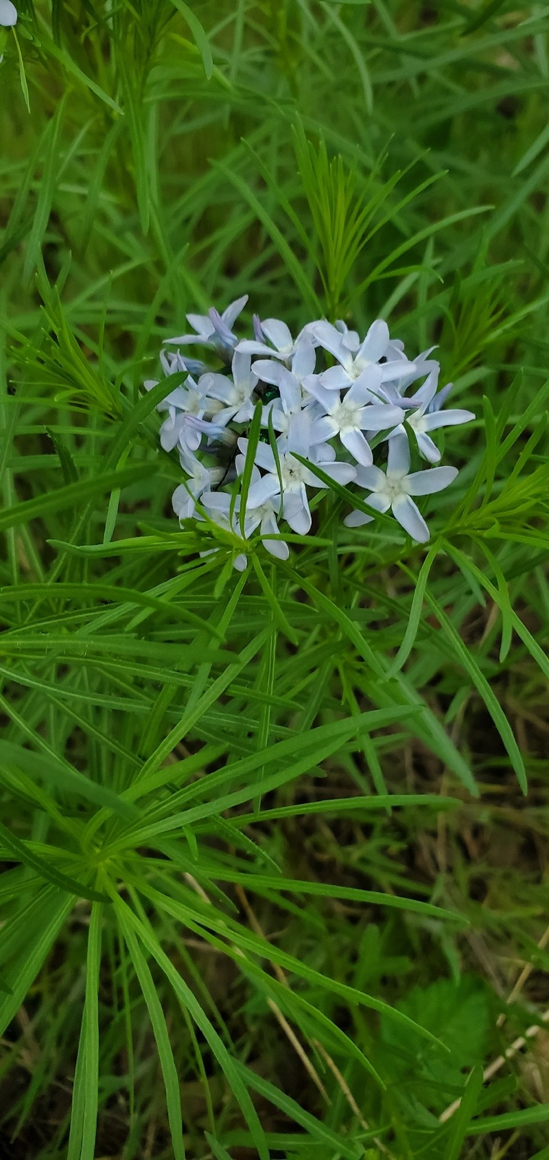 Amsonia ciliata var. texana photo 3