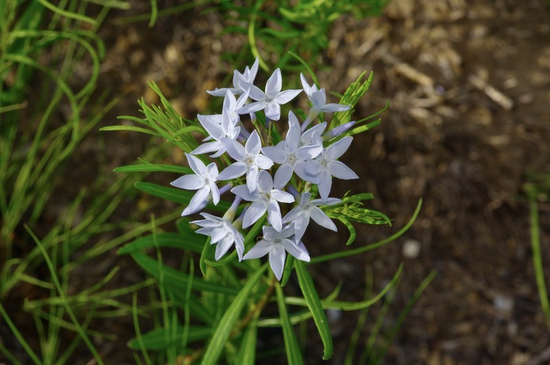 Amsonia ciliata var. texana photo 5