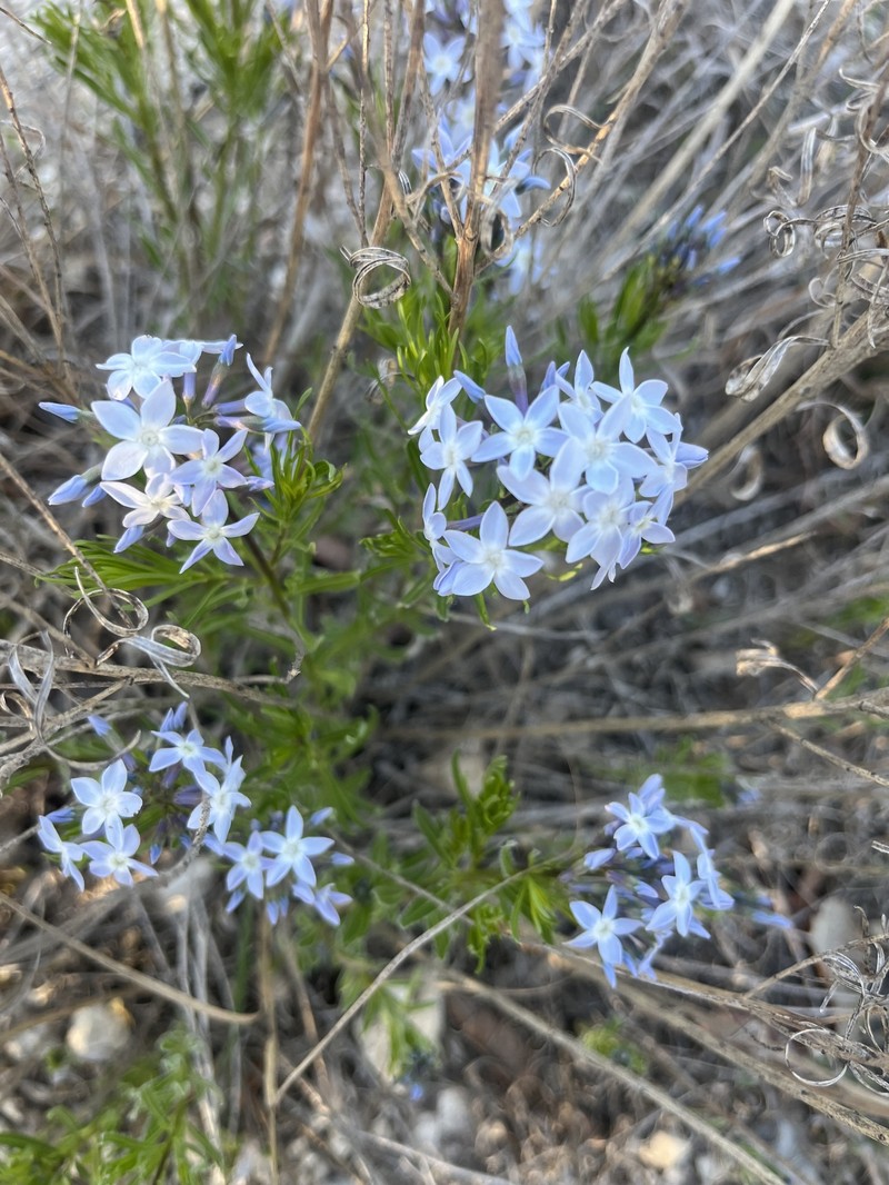 Amsonia ciliata var. texana photo 6