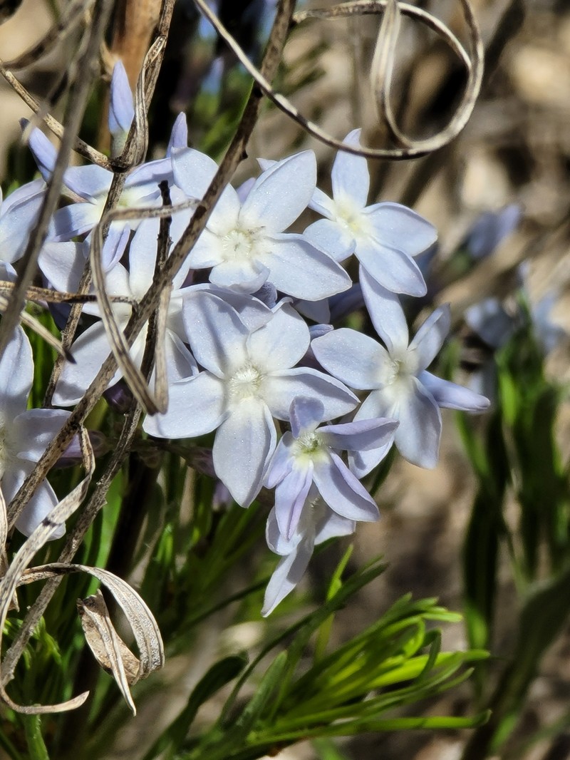 Amsonia ciliata var. texana photo 7