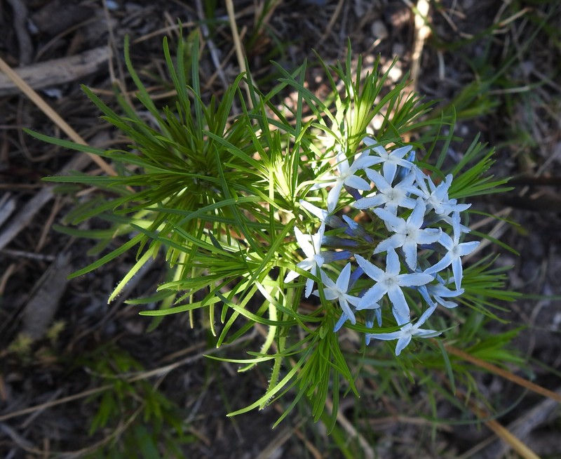Amsonia ciliata var. texana photo 8