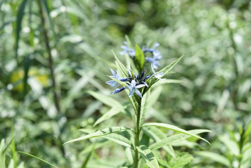 Amsonia elliptica