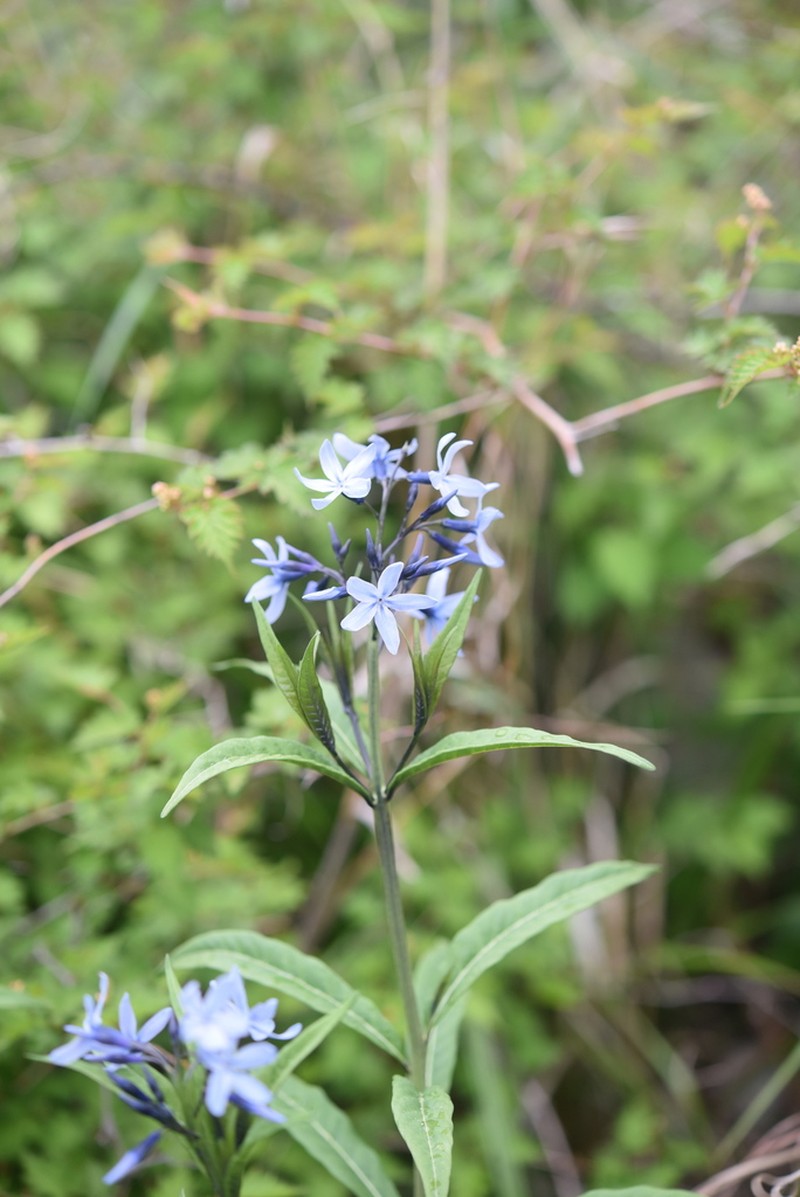 Amsonia elliptica photo 2
