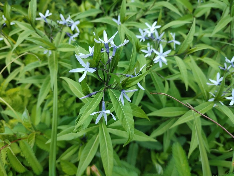 Amsonia elliptica photo 3