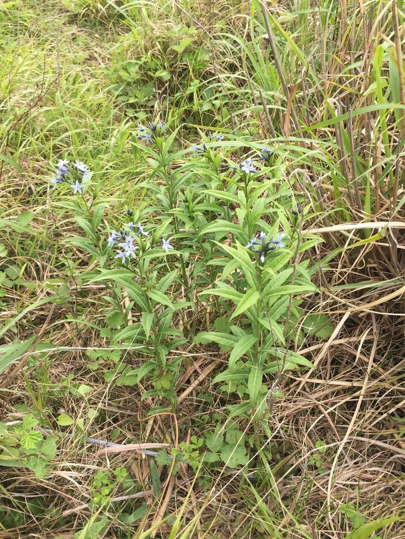 Amsonia elliptica photo 4