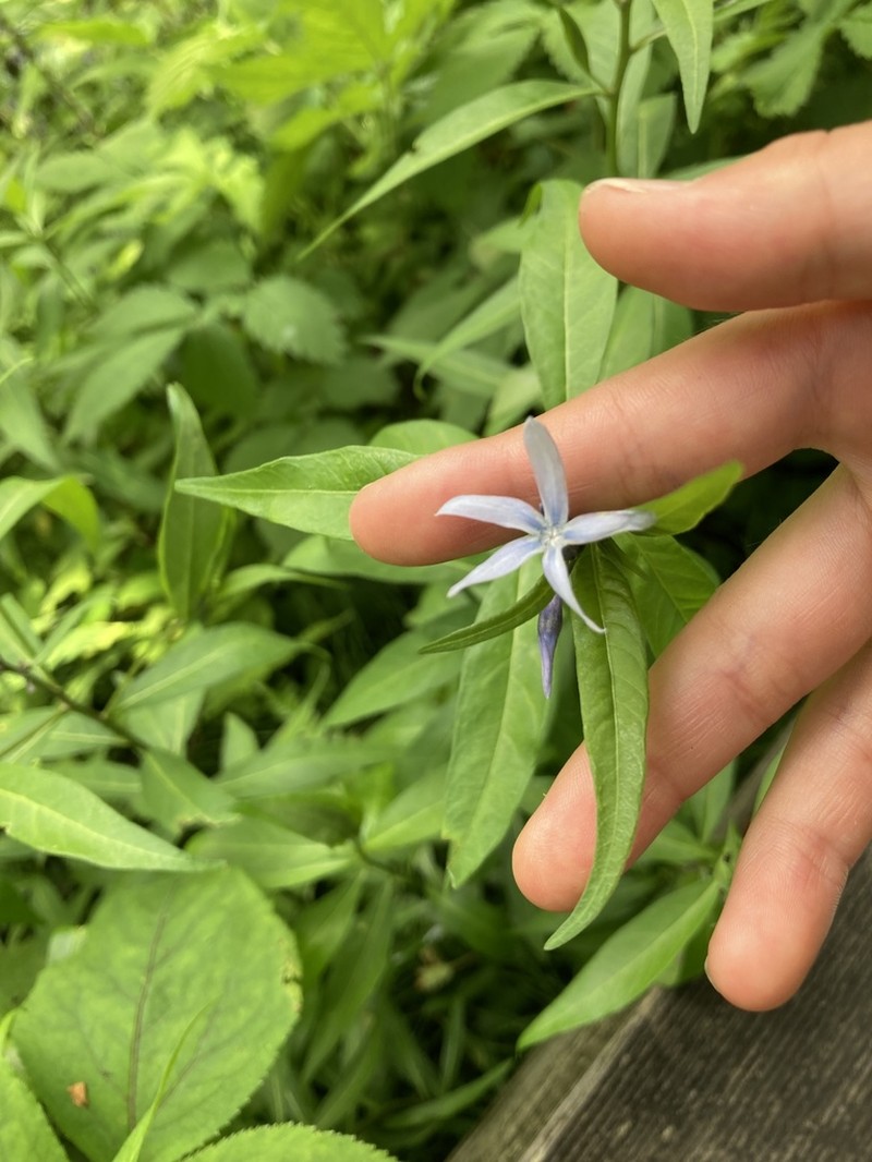 Amsonia elliptica photo 5