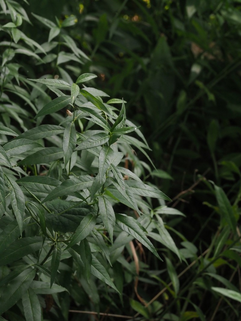 Amsonia elliptica photo 6
