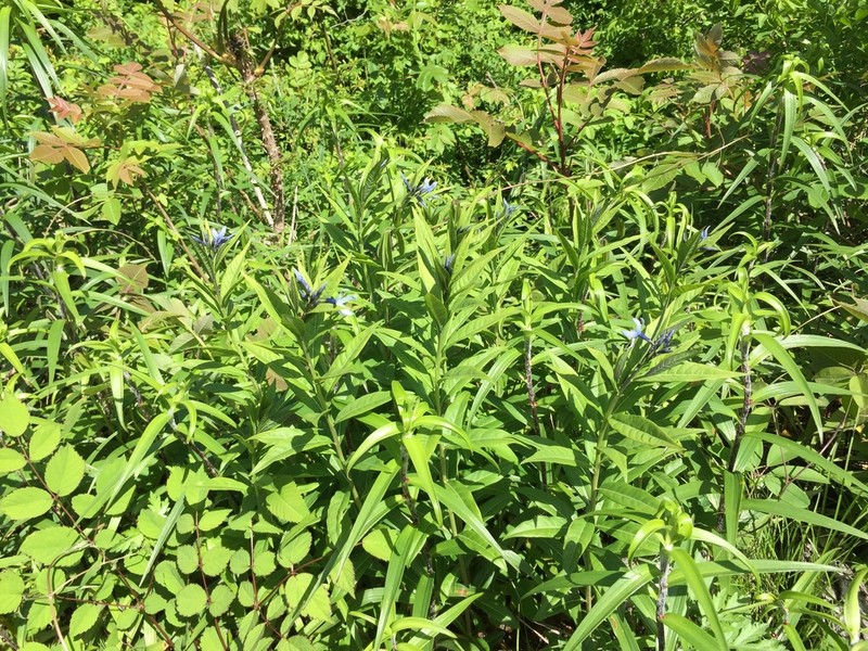 Amsonia elliptica photo 7