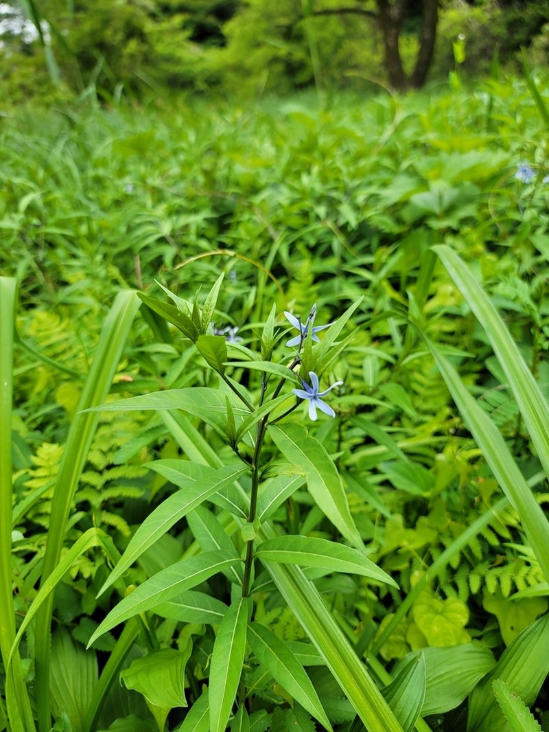 Amsonia elliptica photo 8