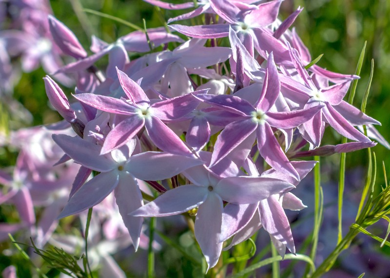 Arizona Bluestar